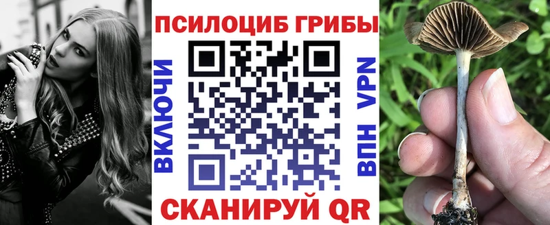 Купить  Елизово  Псилоцибиновые грибы Psilocybe 